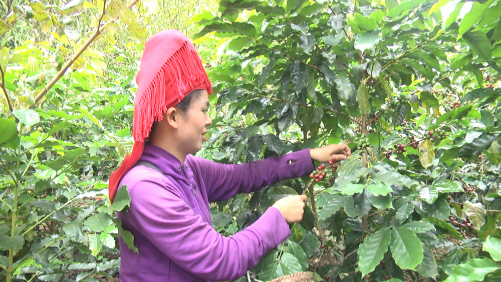 Bà con nông dân phường Chiềng Sinh thu hái cà phê.