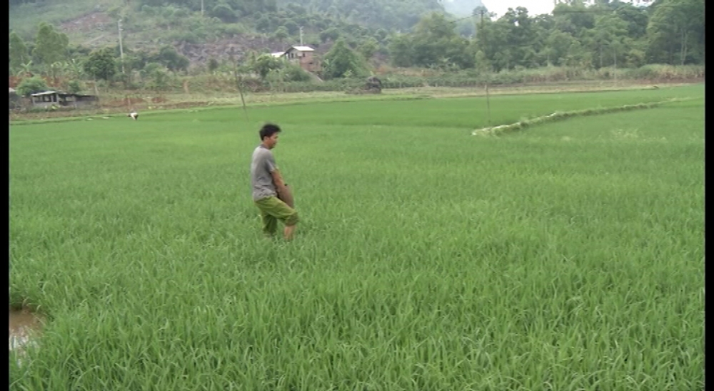 Xã Chiềng Ngần đẩy mạnh chăm sóc lúa chiêm xuân