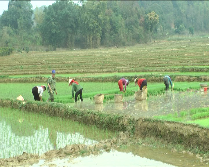 Bà con nông dân phường Chiềng Sinh làm đất chuẩn bị cấy lúa vụ chiêm