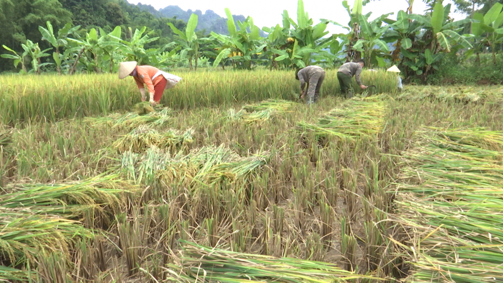 Thành Phố tập trung thu hoạch lúa mùa
