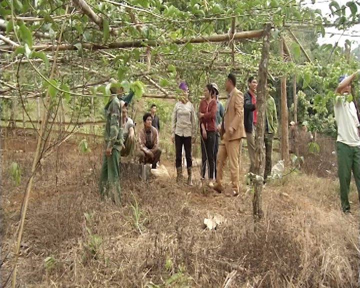 Hội thảo đánh giá, đăng ký phát triển cây chanh leo trên địa bàn xã Chiềng Xôm, thành phố Sơn La.