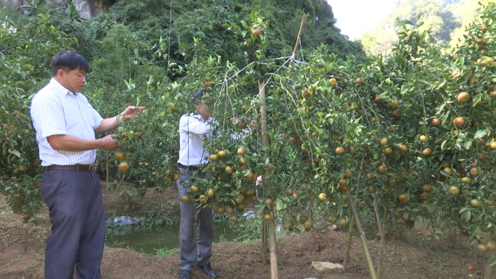 Bản Ngoại xã Chiềng Cọ duy trì và phát triển giống quýt bản địa