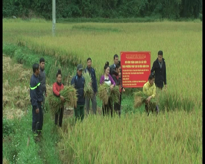 Thành phố đẩy mạnh áp dụng canh tác lúa theo phương pháp SRI